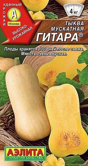 Тыква мускатная Гитара