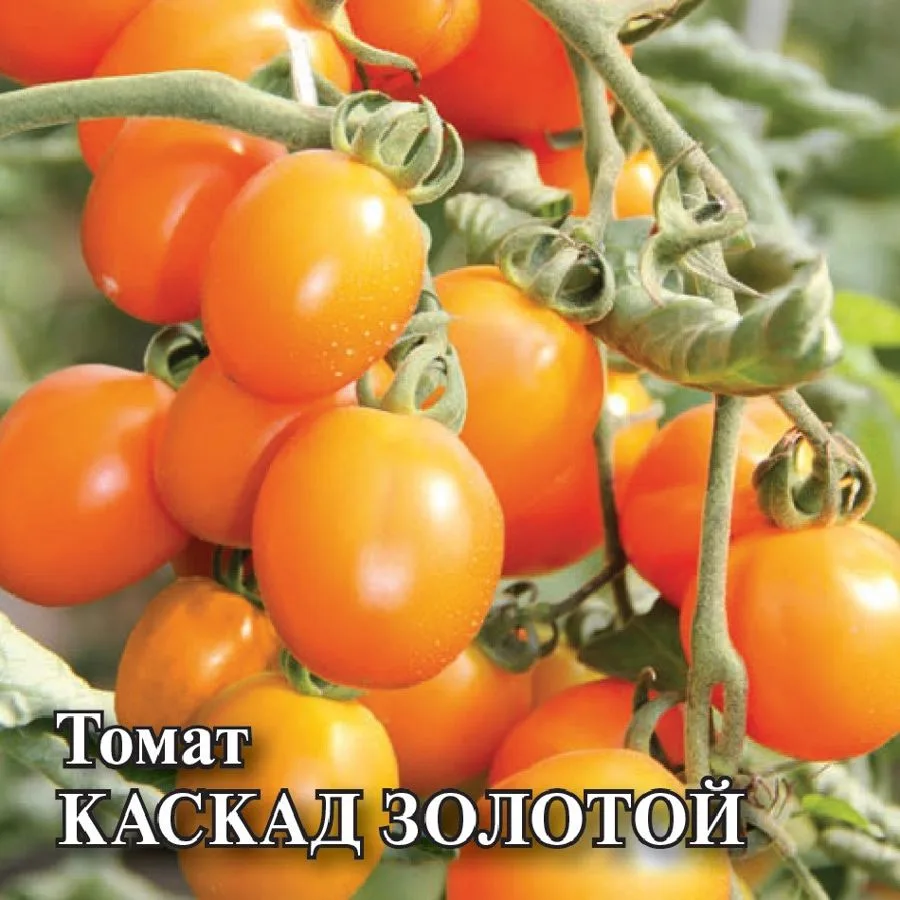 Томат Каскад золотой