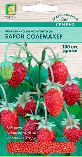 Земляника ремонтантная Барон Солемахер