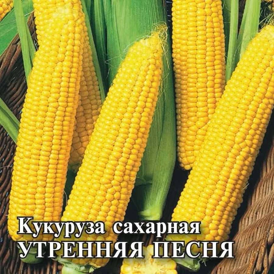 Кукуруза сахарная Утренняя песня