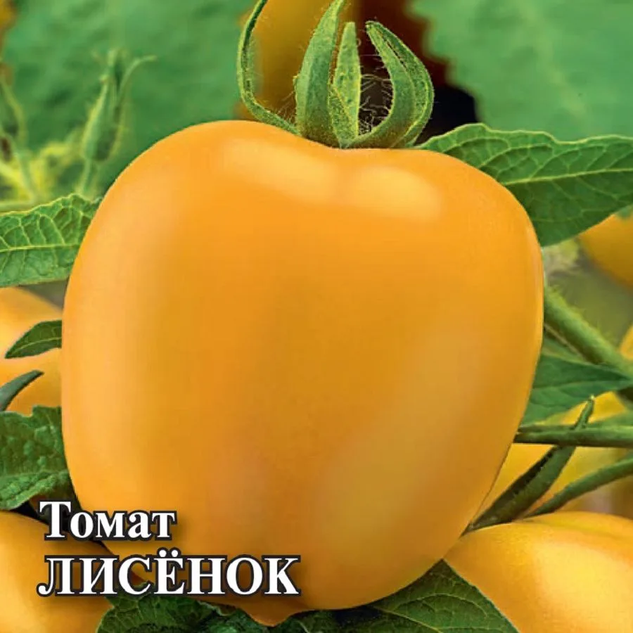 Томат Лисёнок