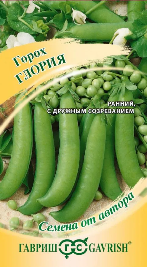 Фасоль Глория