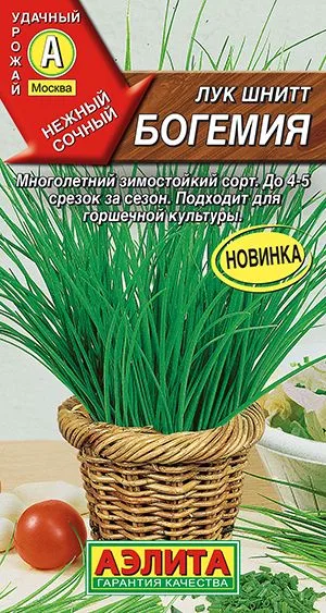 Лук шнитт Богемия