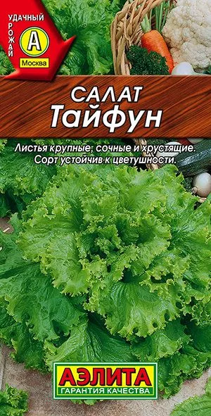 Салат Тайфун листовой