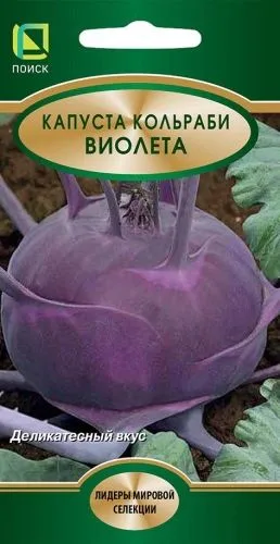 Капуста кольраби Виолета