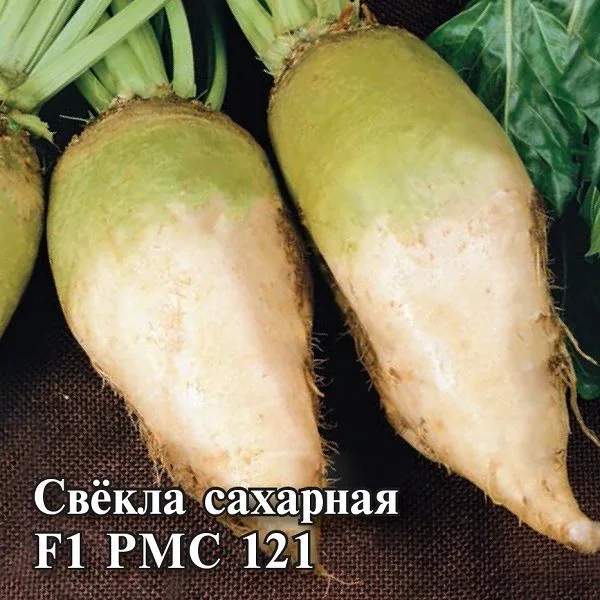Свёкла РMC 121 F1