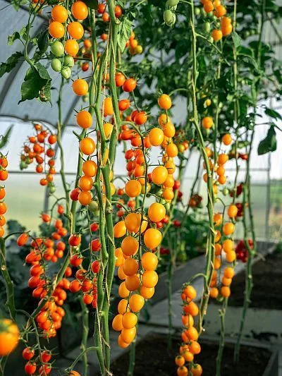 Семена: Томат Ирин 60 F1