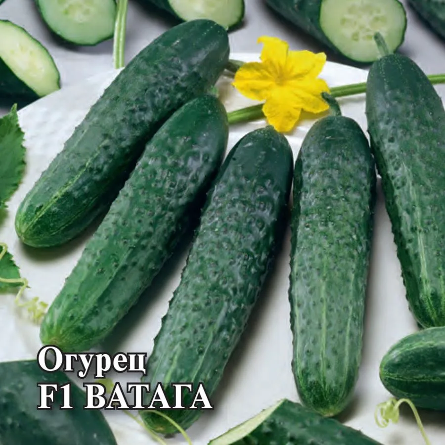 Семена: Огурец Ватага F1
