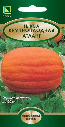 Тыква крупноплодная Атлант