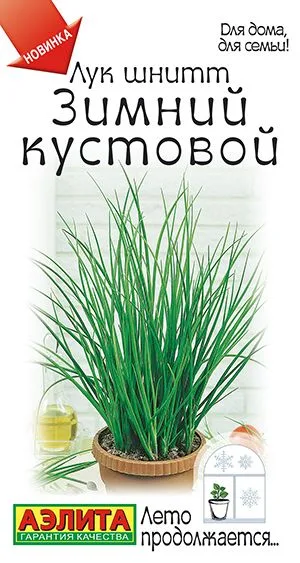 Лук шнитт Зимний кустовой