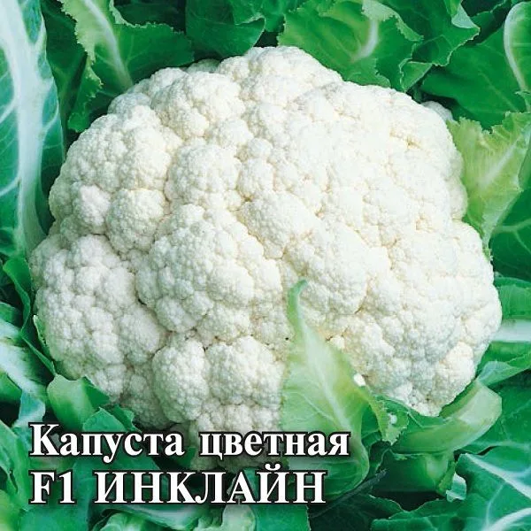 Капуста цветная Инклайн F1