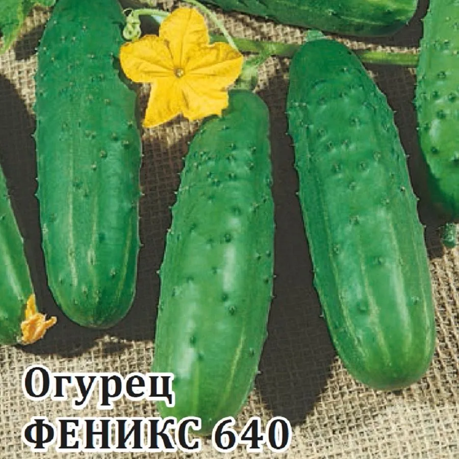 Огурец Феникс 640