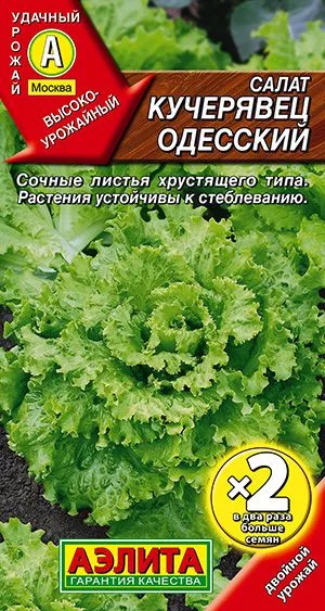 Салат Кучерявец Одесский полукочанный