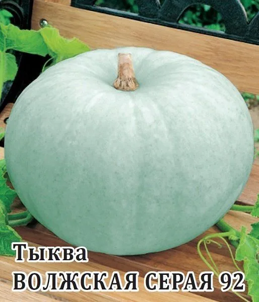 Тыква Волжская серая 92