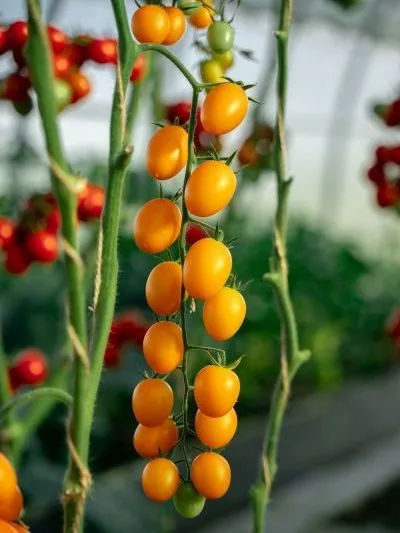 Семена: Томат Ирин 60 F1