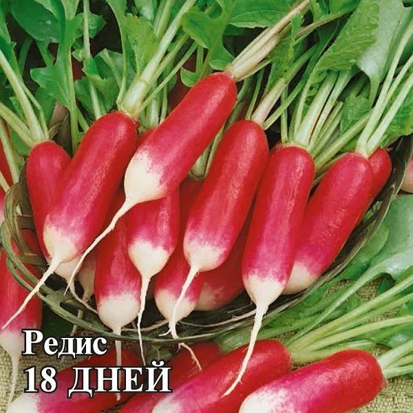 Редис 18 дней