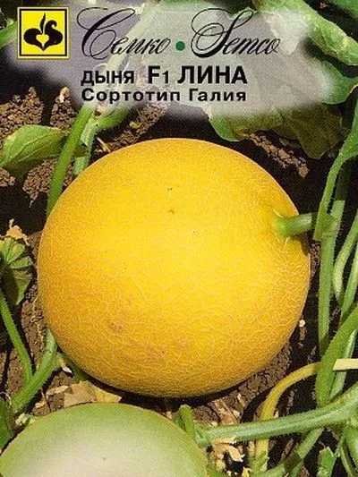 Дыня Лина F1
