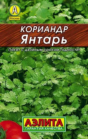 Кинза Кориандр Янтарь