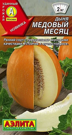 Дыня Медовый месяц