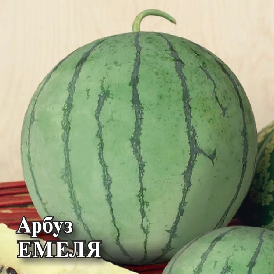 Арбуз Емеля