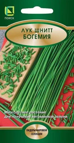 Лук шнитт Богемия
