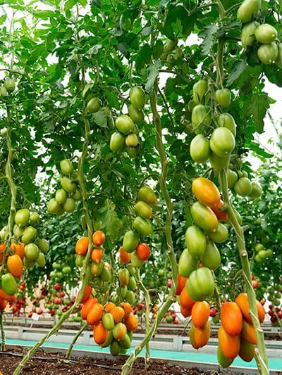 Семена: Томат Луштица F1