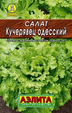 Лук Салат Кучерявец Одесский полукочанный
