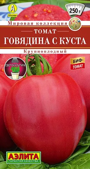 Томат Говядина с куста
