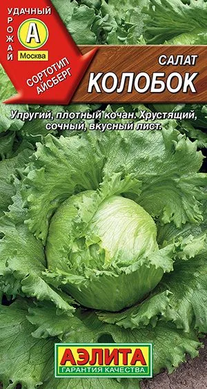 Салат Колобок кочанный (тип Айсберг)