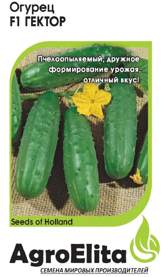 Семена: Огурец Гектор F1