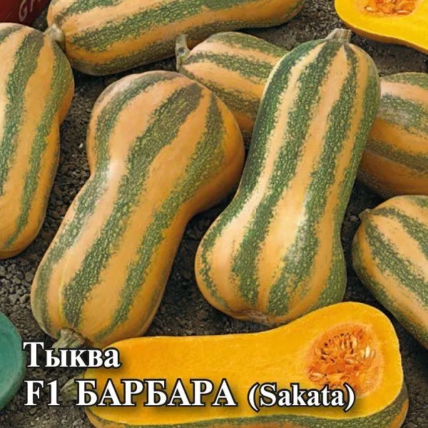 Тыква мускатная Барбара F1