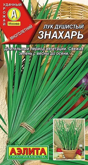 Лук душистый Знахарь