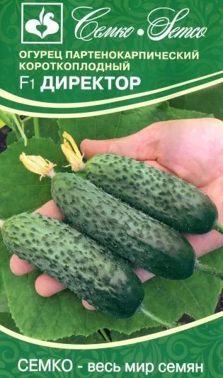 Огурец Директор F1