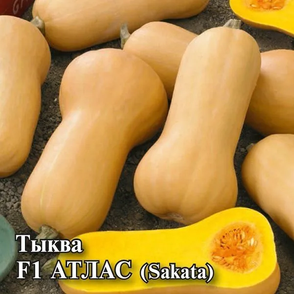 Тыква мускатная Атлас F1