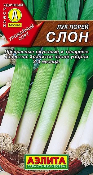 Лук порей Слон