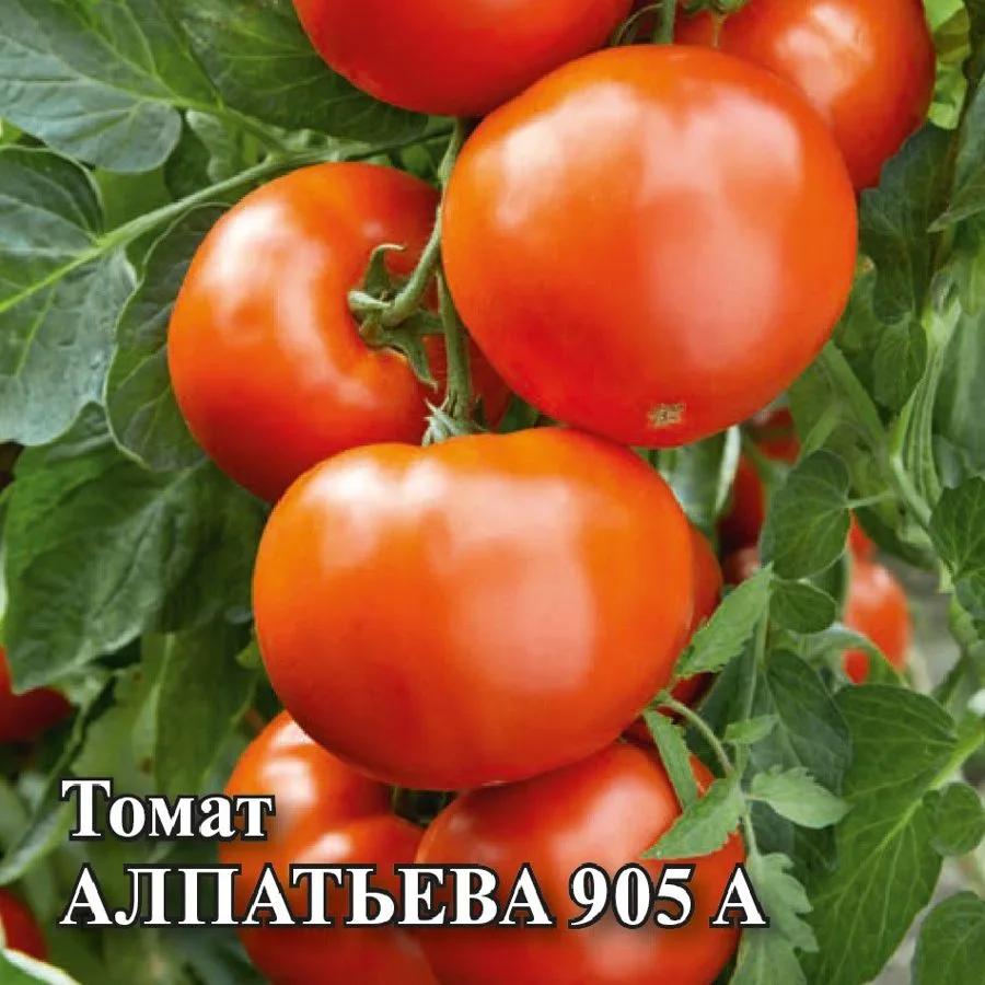 Томат Алпатьева 905 А